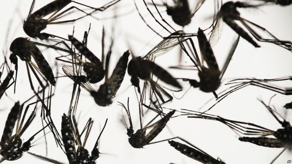 Công Ty Phun Thuốc Diệt Muỗi Và Kiểm Soát Côn Trùng Nổi Tiếng Nhất Hà Nội (2)